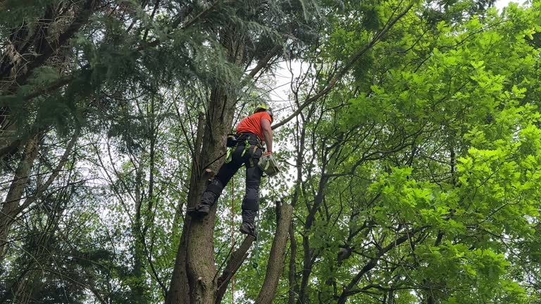 How Our Tree Care Process Works  in  Knoxville, TN